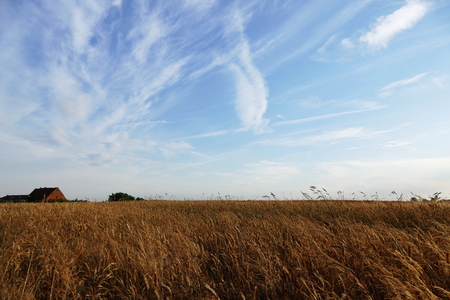 A house in the countryside built of red bricks. The building is surrounded by the fields of ripe grain. On the back you can see a blue sky with white clouds. Lighting of the setting sun, in the evening. Calm and relax.の写真素材