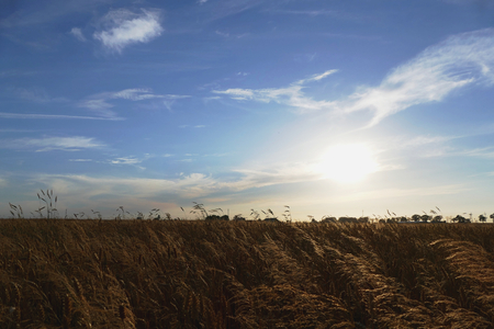 A field of yellow cereals against the sky.の写真素材