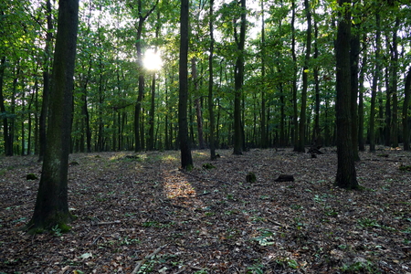 Autumnal forestの写真素材