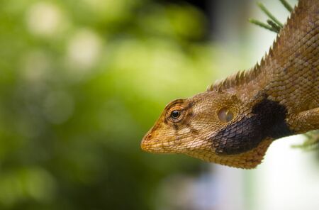 Lizard head in treeの写真素材