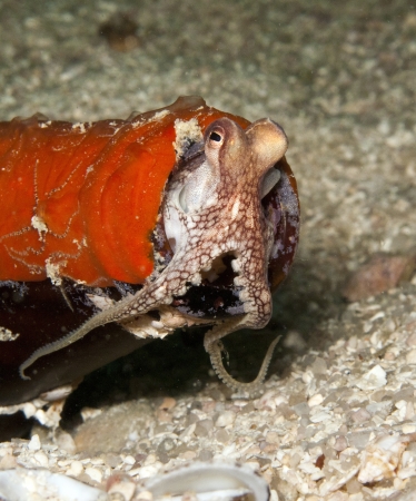octopus in a bottleの写真素材