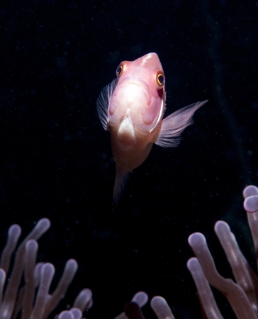Pink anemone fish with dark background above anemoneの写真素材