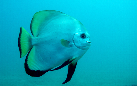 a lone bat fish swims byの写真素材