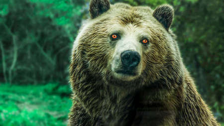 Bear and natureの写真素材