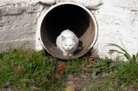 Kitten getting tanned in the morning sunの写真素材