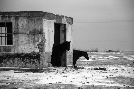 Horses seeking shelter in an old buildingの写真素材