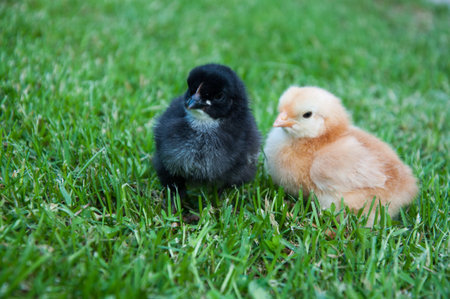 Baby chicken playing in the grass