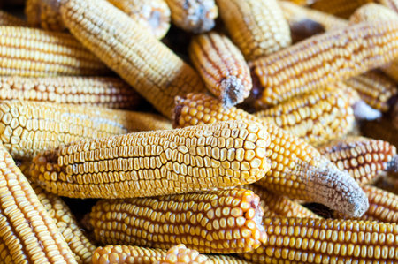 Corn cobs in the silos