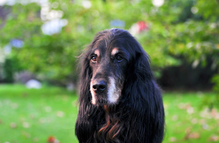 Old dog