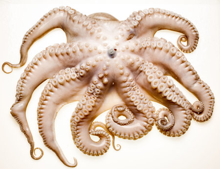 octopus on white backgroundの写真素材