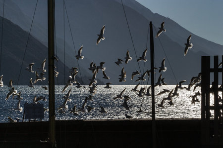 a flock of seagulls flying on the shore of lake Gardaの写真素材