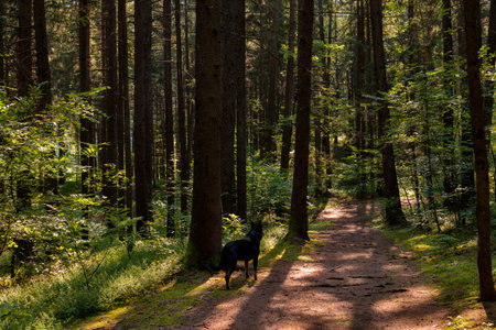 black dog on the alert on path in the forestの写真素材