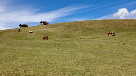 Horses graze on mountain meadows near two hutsの写真素材