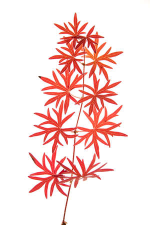 decay of a red leaf in autumn on white backgroundの写真素材