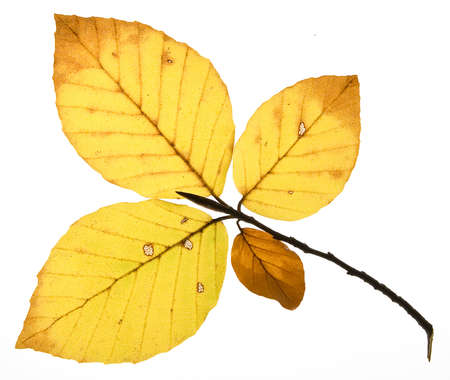 decay of beech leaves in autumn on white backgroundの写真素材