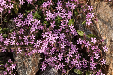 pink flowers grow among the rocksの写真素材