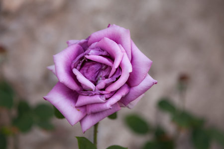 lonely pink rose with blurred backgroundの写真素材
