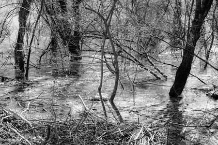 trees in the marsh in black and whiteの写真素材
