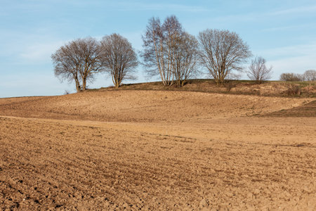 row of bare trees at the top of the hill in front of a large headland of freshly plowed landの写真素材