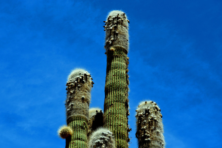 Stunning cactus rises towards the deep skyの写真素材