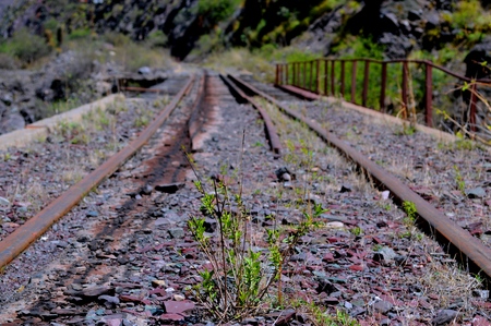 Beautiful detail of plant reborn on stonesの写真素材