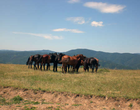 Group of wild horses on a fieldの写真素材