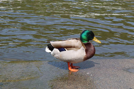 Male duck standing on the shore by a riverの写真素材