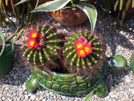 Small cactus with flowers in a green turtle potの写真素材