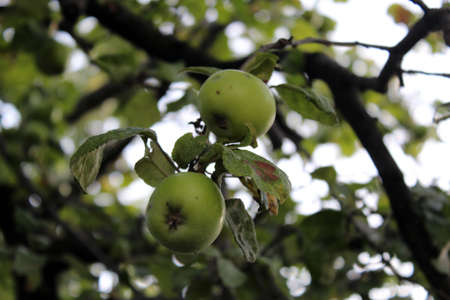 Green apple in apple treeの写真素材