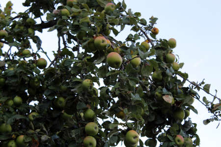 A lot of green apples in apple treeの写真素材
