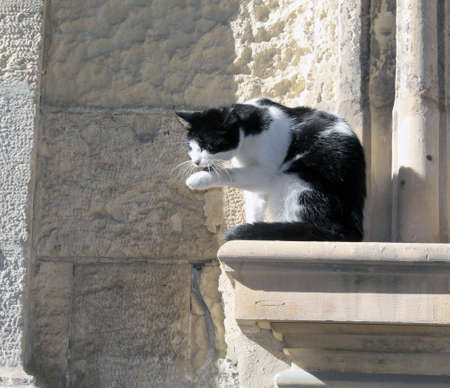 Black and white cat at window in Maltaの写真素材