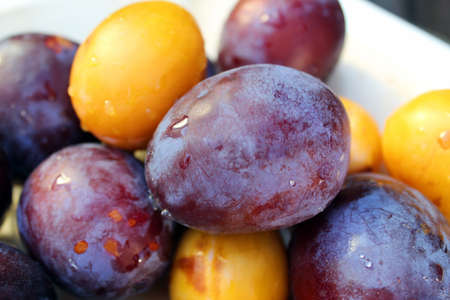 Fresh blue and yellow plums close up. Natural fruitsの写真素材