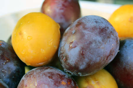 Fresh blue and yellow plums close up. Natural fruitsの写真素材