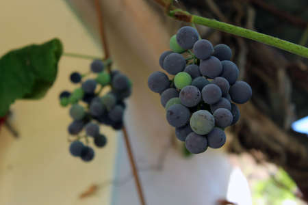 Semi-ripe grapes in vines with little spiderwebの写真素材