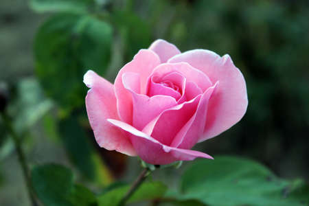 Pink rose in a garden close upの写真素材