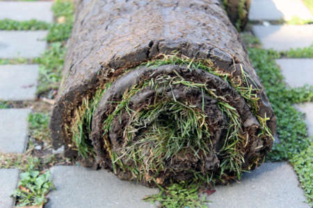 Natural green grass rolled in a parkの写真素材