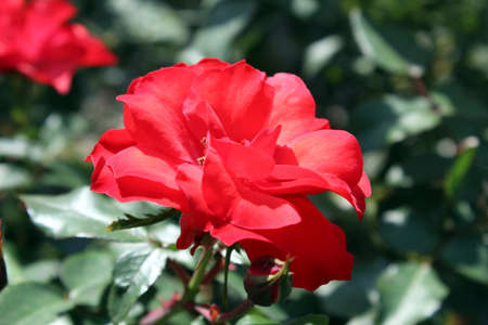 Red rose in a gardenの写真素材