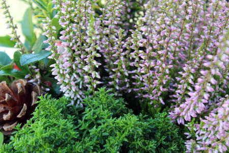 Floral arangement with lavender, pinecone and green plantsの写真素材