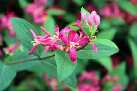 Pink flowers in a park close upの写真素材