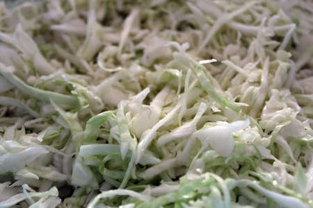 Sliced green cabbage backgroundの写真素材