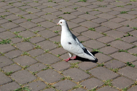White pigeon on ground in a parkの写真素材