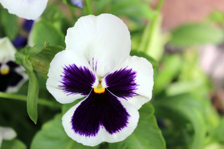 Violet and White Flower Pansies closeup of colorful pansy flower, pot plantの写真素材