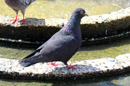 Pigeon in an fountain sittingの写真素材