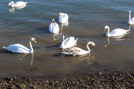 Group of swans on a lake in Romaniaの写真素材
