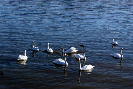 Group of swans on a lake in Romaniaの写真素材