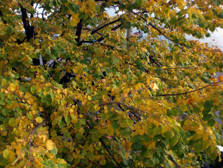 Dried tilia yellow leafs on autumn close upの写真素材