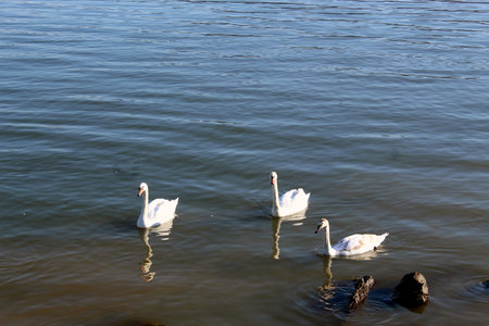 Group of swans on a lake in Romaniaの写真素材