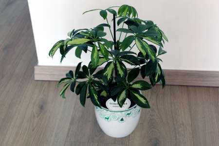 Schefflera arboricola plant isolated on wooden backgroundの写真素材