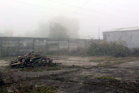 Tree for firewood in a foggy gardenの写真素材