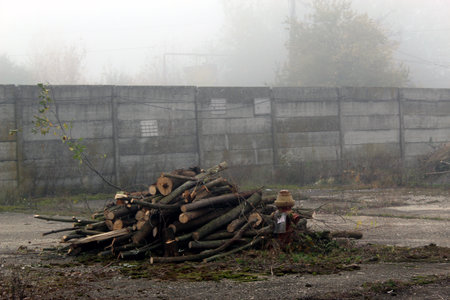 Tree for firewood in a foggy gardenの写真素材
